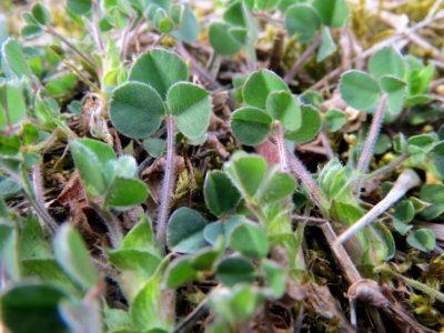 20140324Thymus_pulegioides