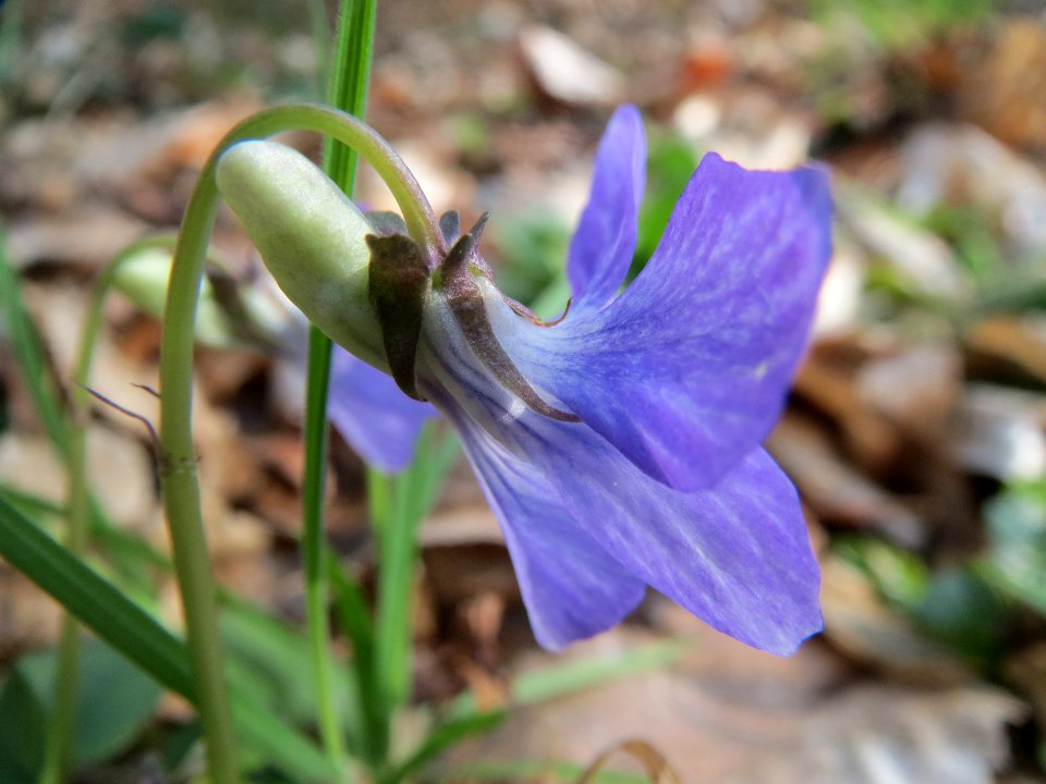 20140325Viola_riviniana3