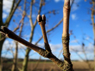 20140212Acer_campestre_Walldorf6