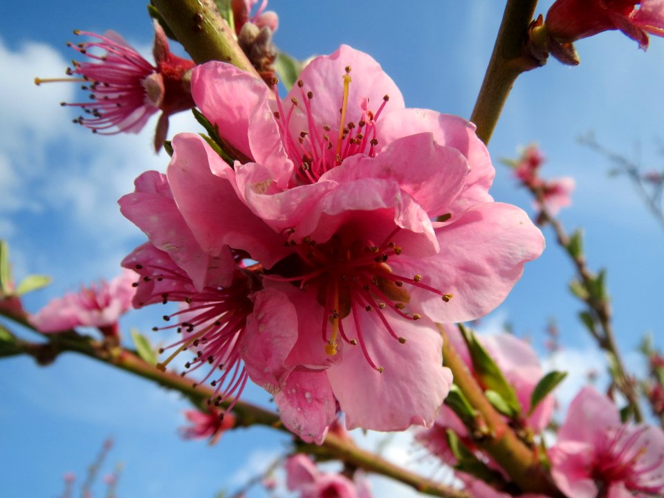 20140326Prunus_dulcis14