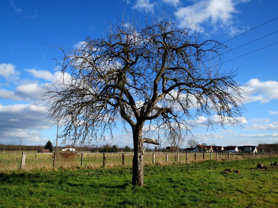 20140212Birne_Reilingen07