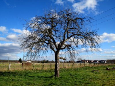 20140212Birne_Reilingen07