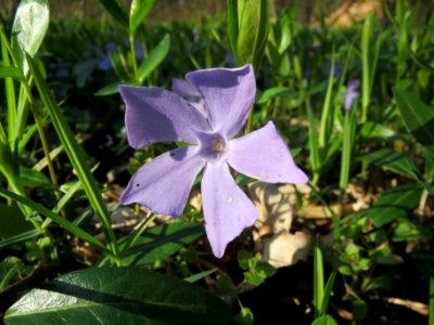 20140325Vinca_minor1