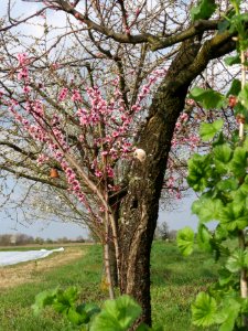 20140326Prunus_dulcis02