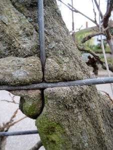 20140211Wisteria_floribunda4