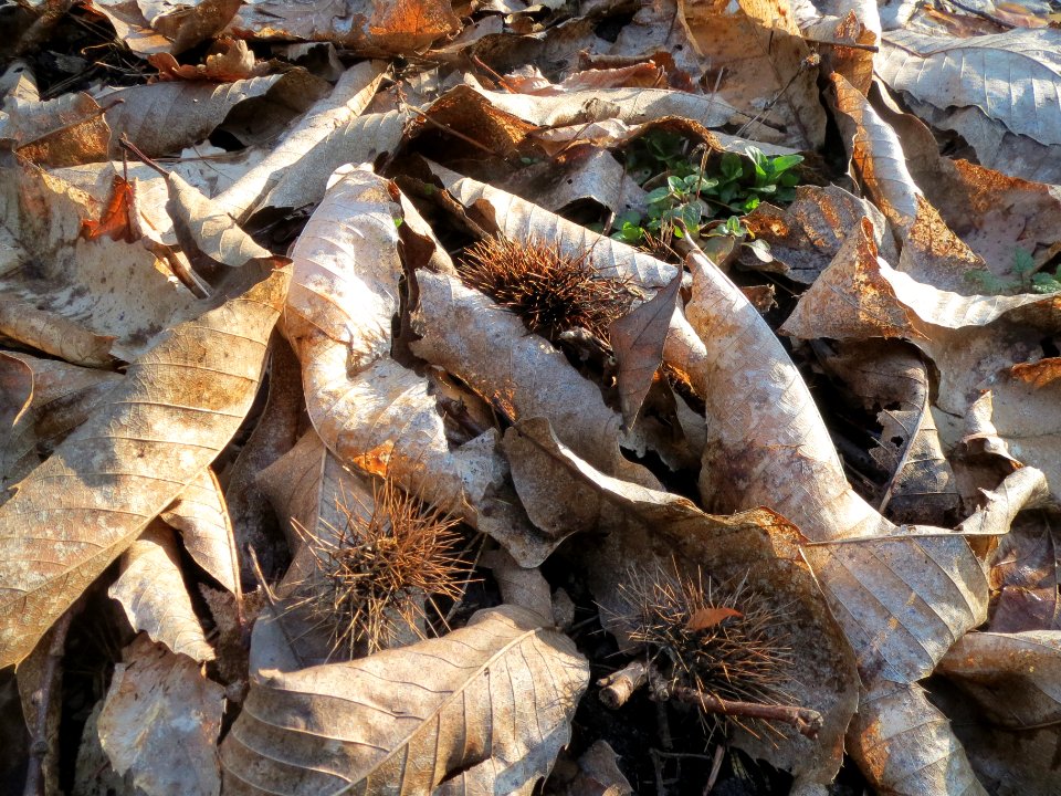 20140325Castanea_sativa2