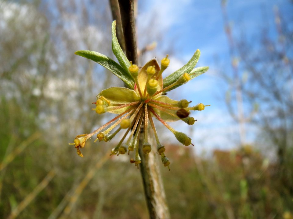 20140326Cornus_mas