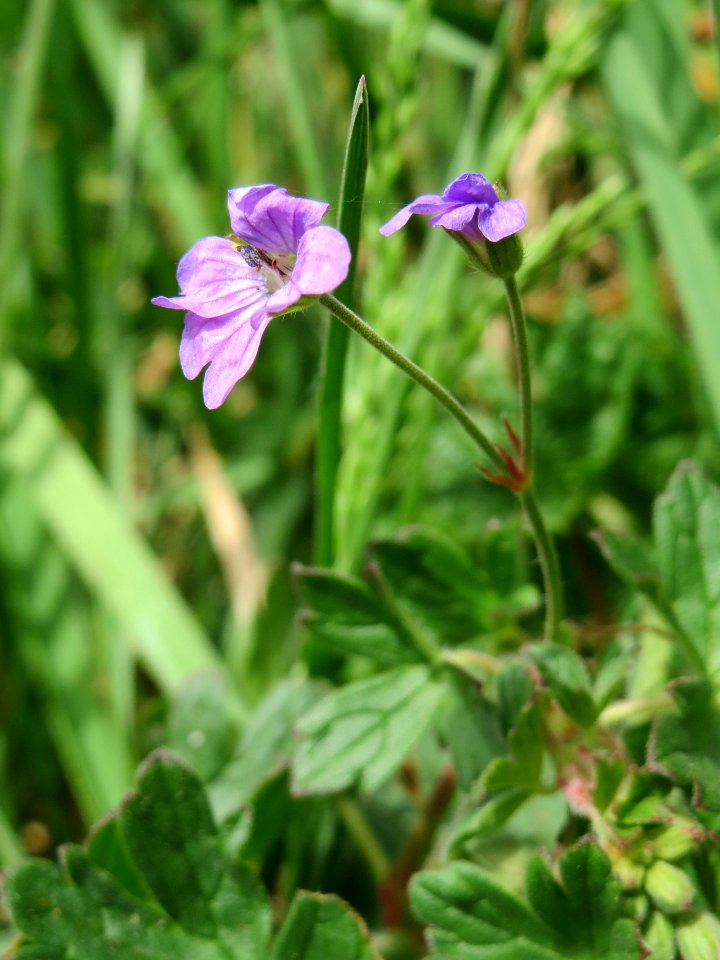 20140330Geranium_pyrenaicum2