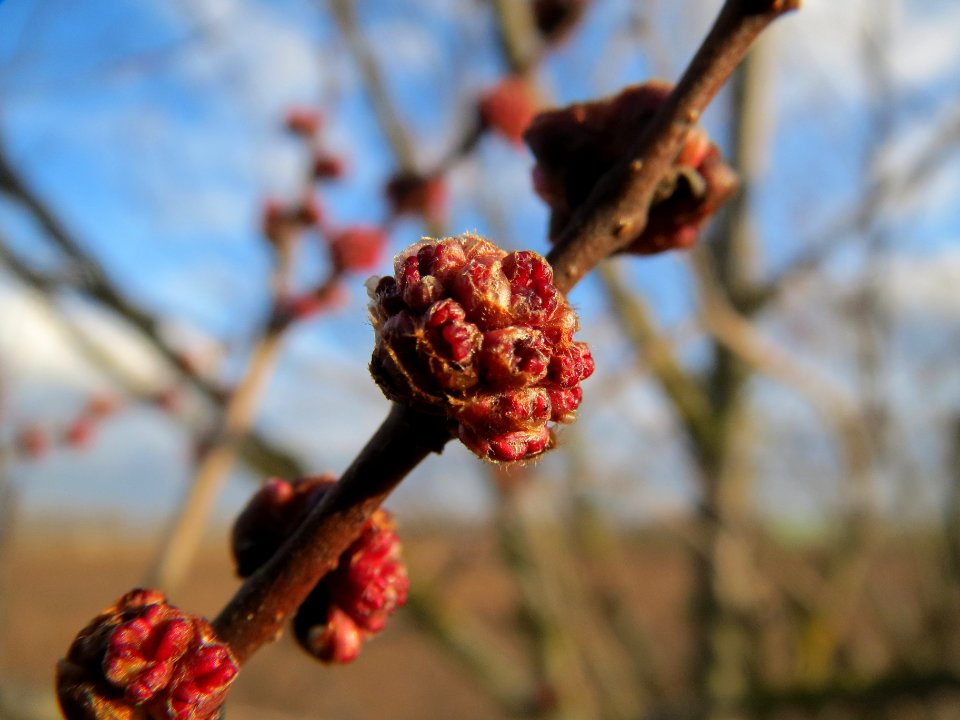 20140211Ulmus_minor5