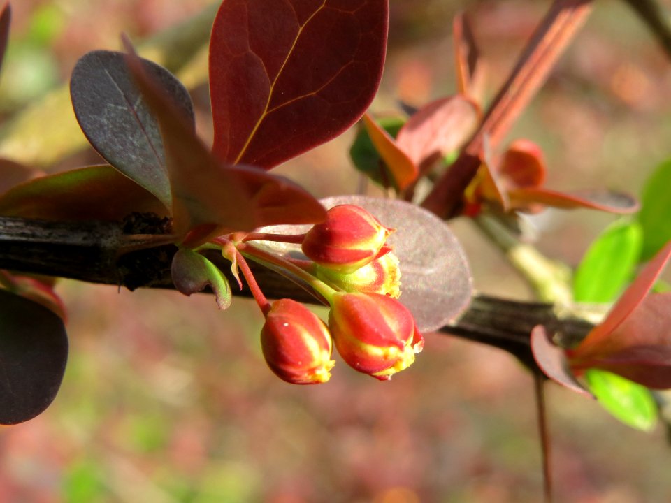 20140326Berberitze_Reilingen9