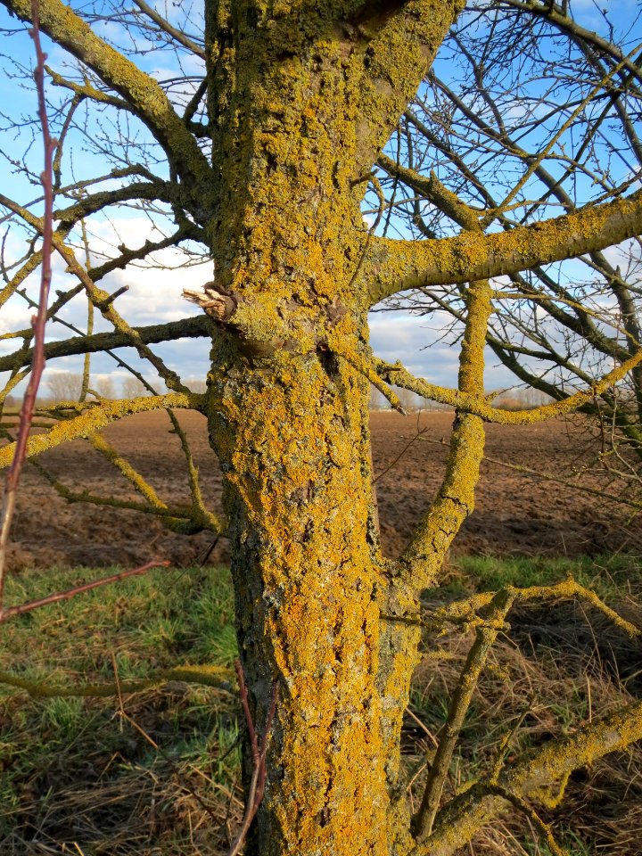 20140211Ulmus_minor7