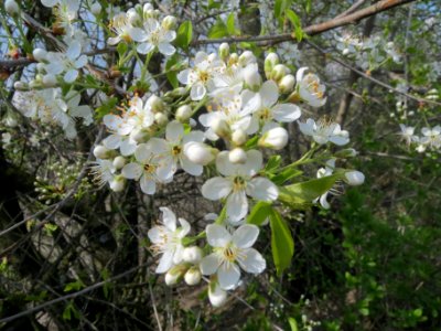 20140326Prunus_avium2