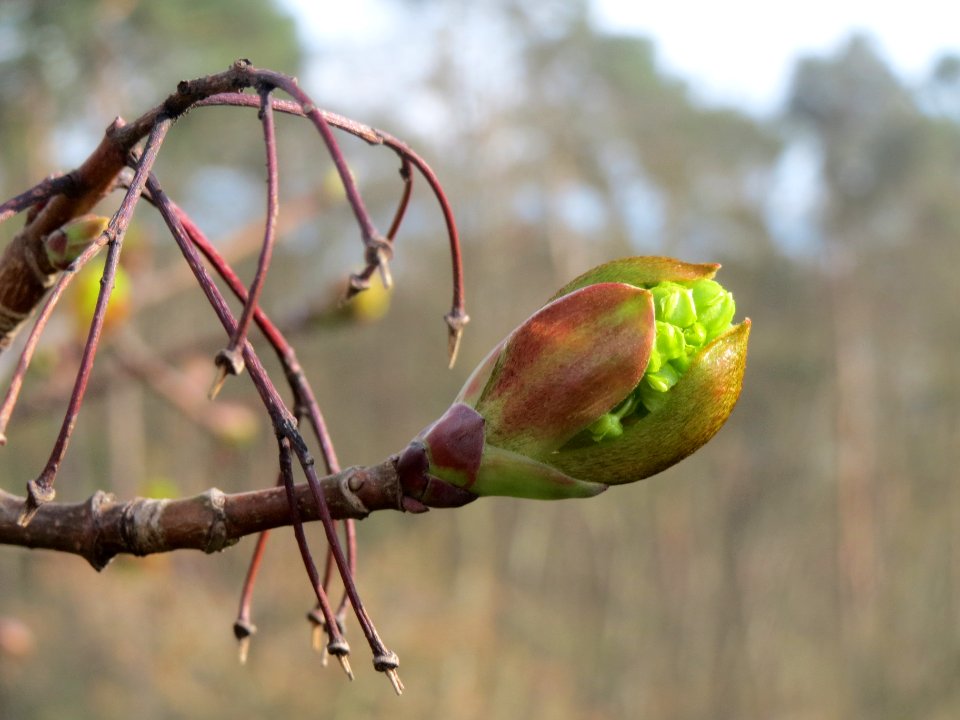 20140327Acer_platanoides2
