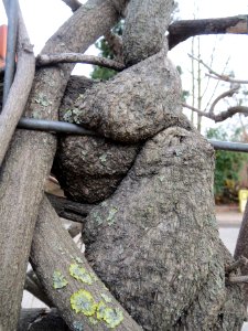 20140211Wisteria_floribunda2