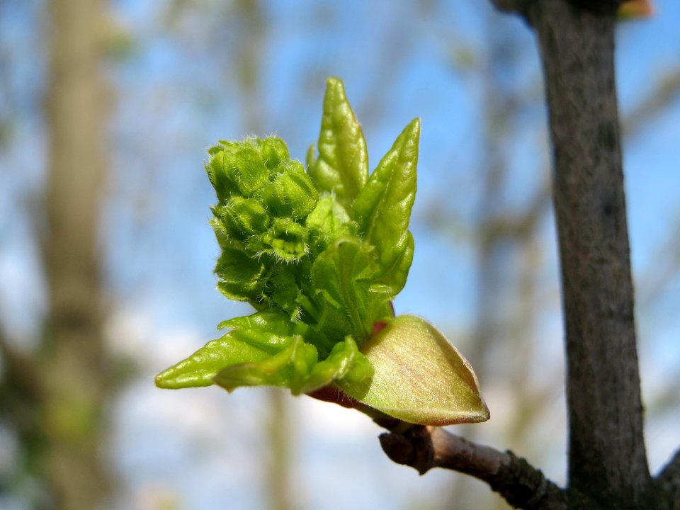 20140326Acer_campestre2