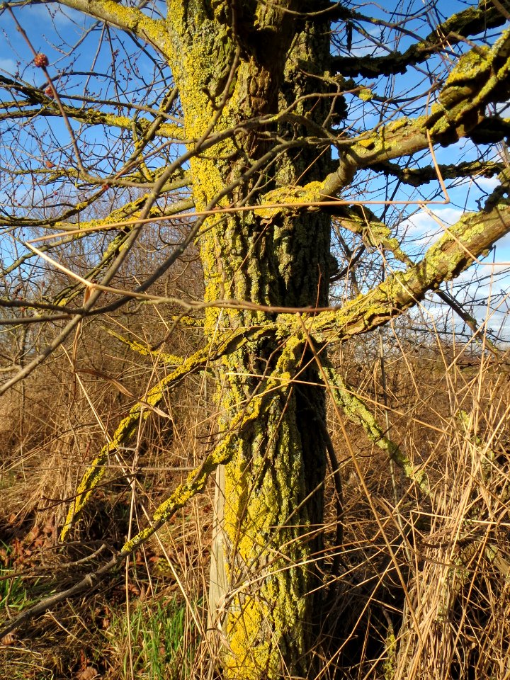 20140211Ulmus_minor2