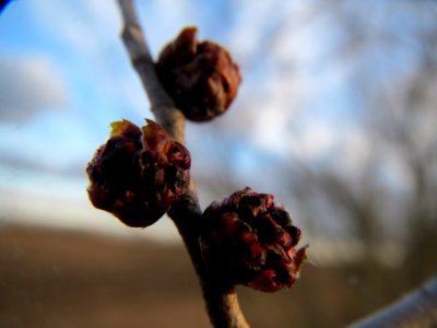 20140211Ulmus_minor8