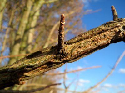 20140212Acer_campestre_Walldorf4