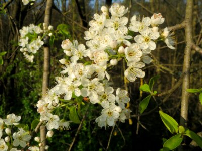 20140325Prunus_avium5