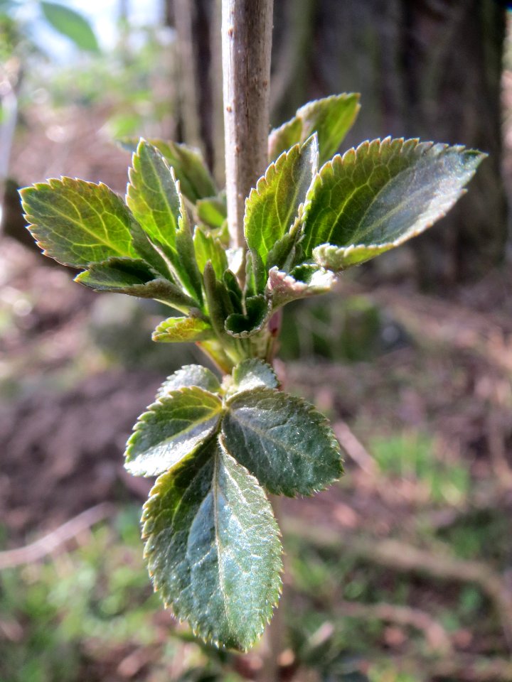 20140211Sambucus_nigra2