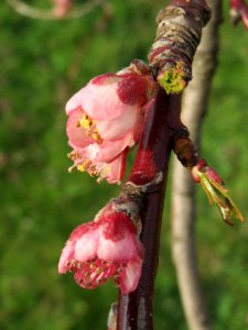 20140326Prunus_dulcis07