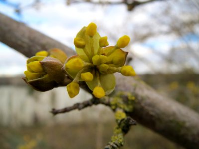 20140211Cornus_mas6