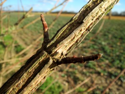 20140212Acer_campestre_Walldorf2