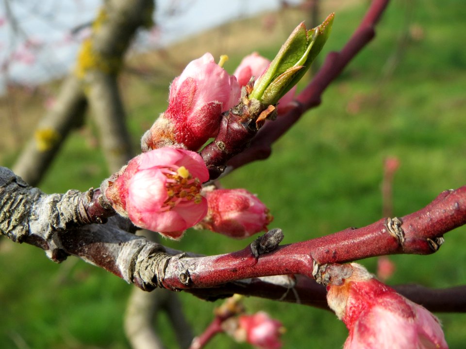 20140326Prunus_dulcis08
