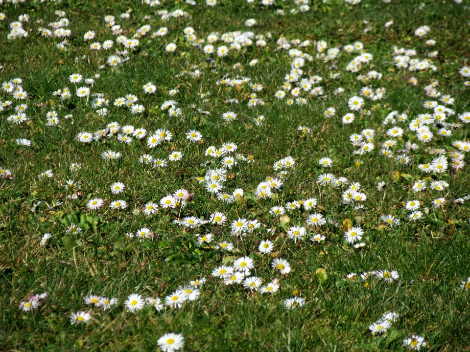 20140217Bellis_perennis1