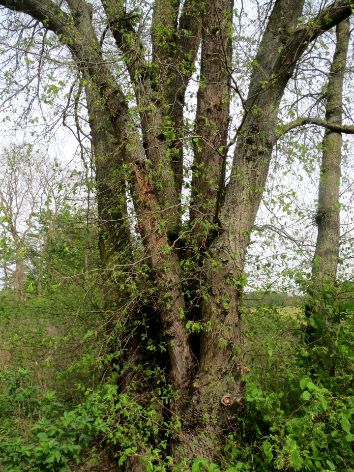 20140407Ulmus_minor01