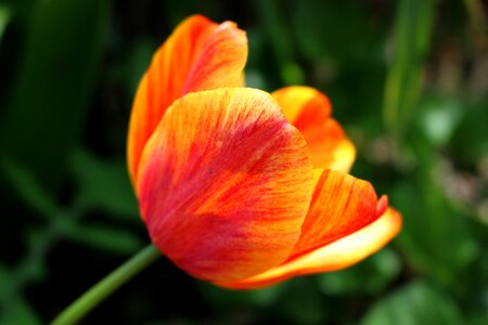 Spring yellow petal photo