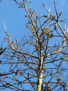 20140327Acer_platanoides1