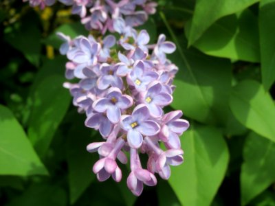 20140407Syringa_vulgaris1