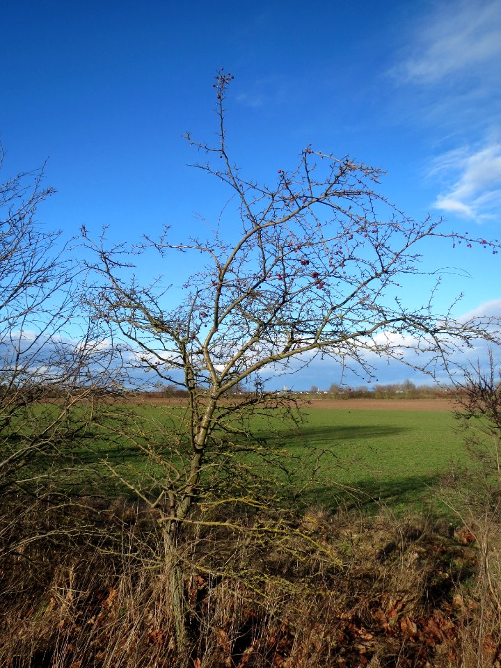 20140216Weissdorn_Neulussheim1