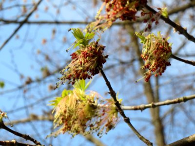 20140327Acer_negundo3