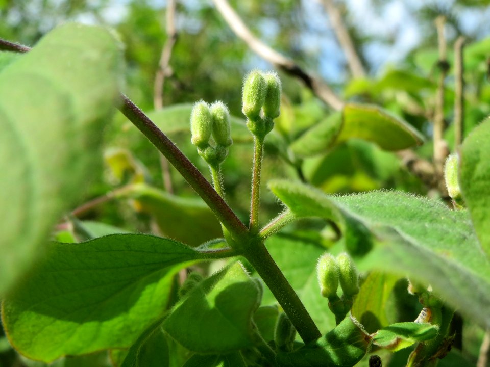 20140407Lonicera_xylosteum6