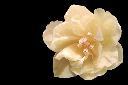 Yellow flower plant