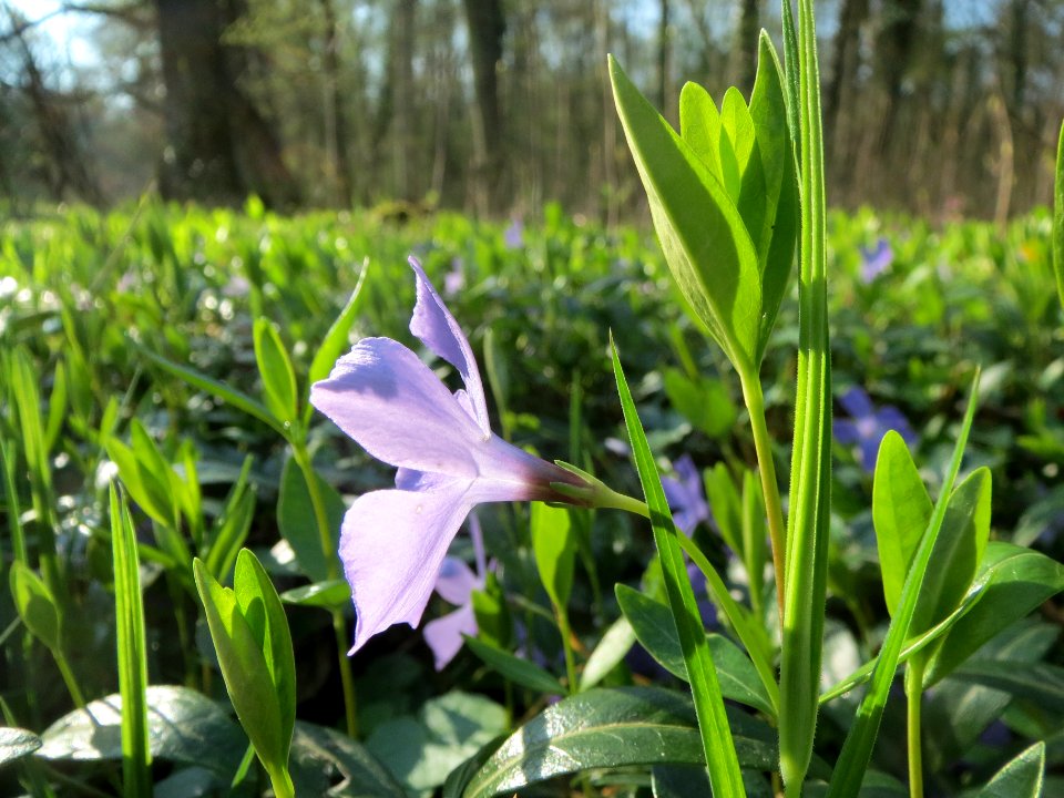 20140325Vinca_minor3