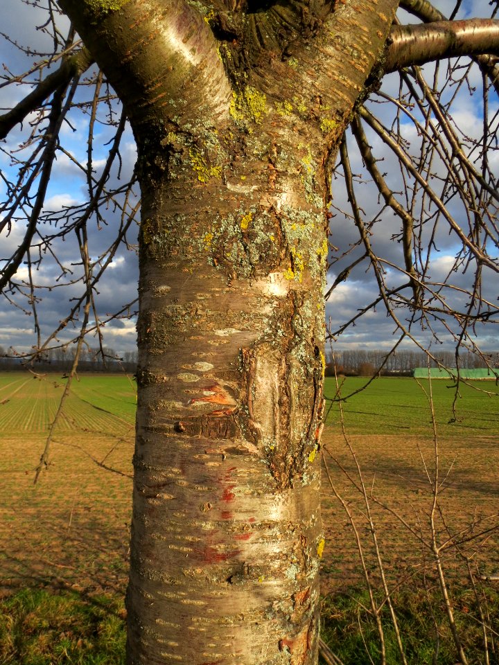 20140211Kirsche_Reilingen12