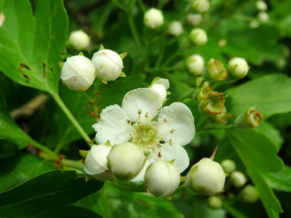 20140407Crataegus_monogyna4