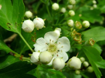 20140407Crataegus_monogyna4