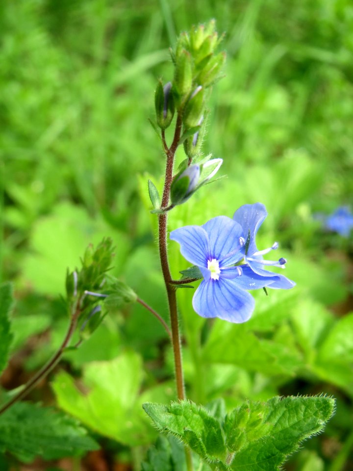 20140407Veronica_chamaedrys2