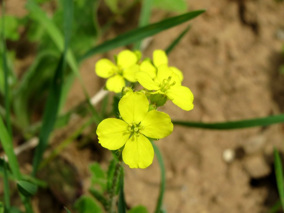 20140407Sinapis_alba3