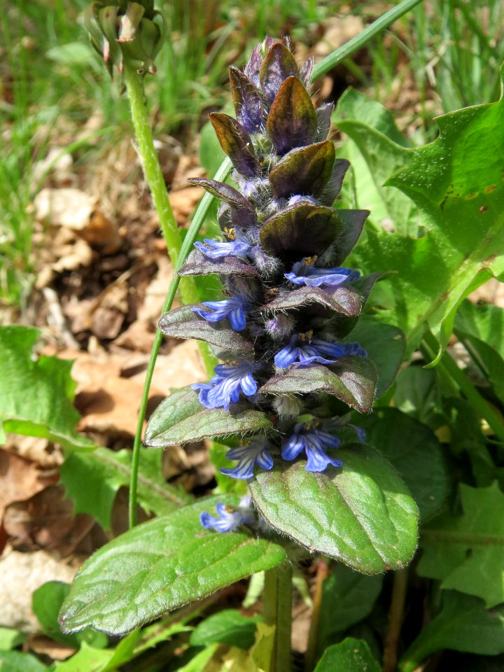 20140330Ajuga_reptans