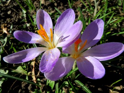 20140217Crocus_tommasinianus3 photo