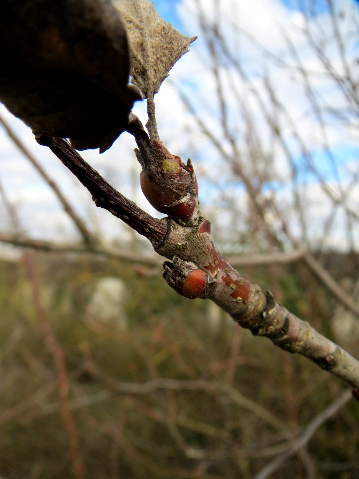 20140211Quercus_petraea3