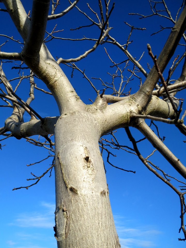 20140216Juglans_regia3