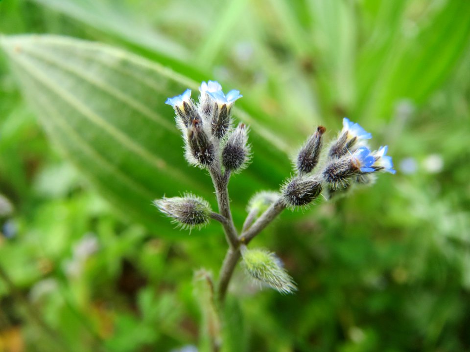20140407Myosotis_stricta3