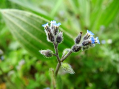 20140407Myosotis_stricta3