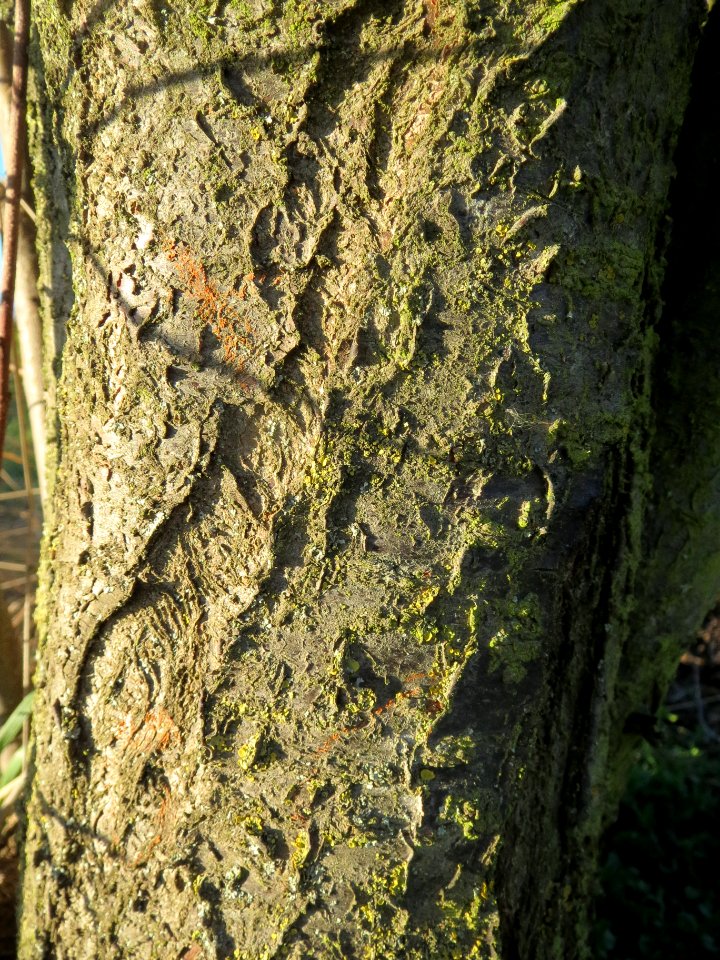 20140216Prunus_cerasifera2